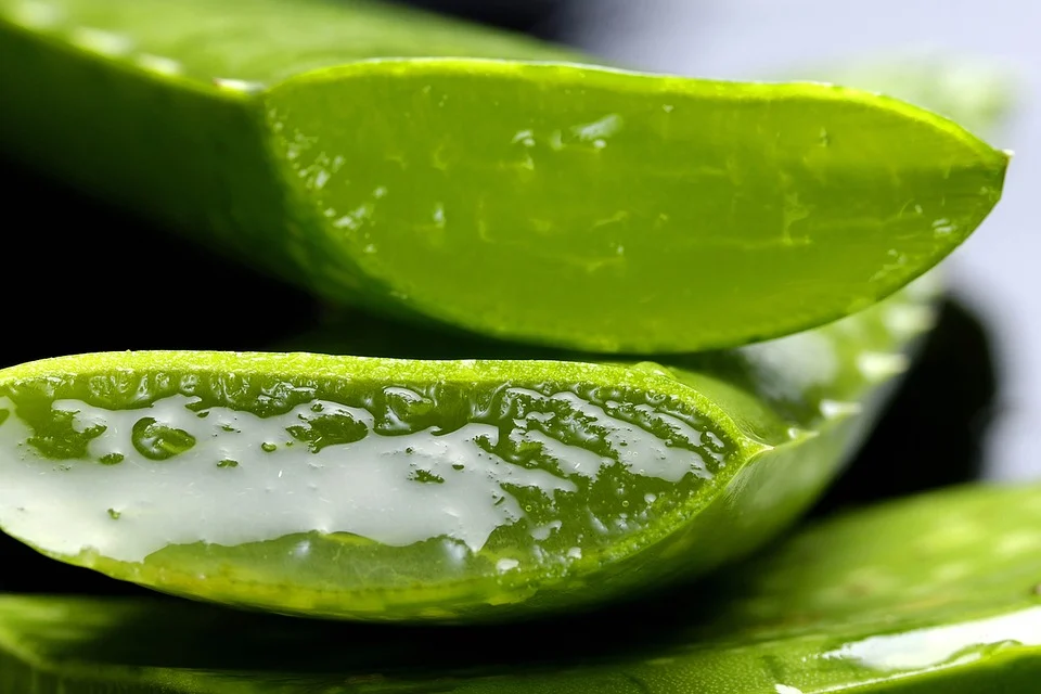 Aloe-Vera-Saft für die Gesundheit |Pharmasana Blog